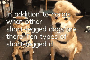 In addition to corgis, what other short-legged dogs are there? Ten types of short-legged dogs