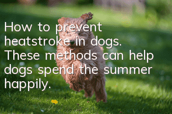 How to prevent heatstroke in dogs. These methods can help dogs spend the summer happily.