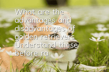 What are the advantages and disadvantages of golden retrievers? Understand these before raising golden retrievers