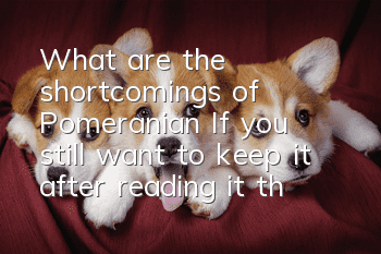 What are the shortcomings of Pomeranian? If you still want to keep it after reading it, then that’s true love.
