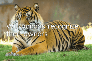 Will pandas recognize their owners?