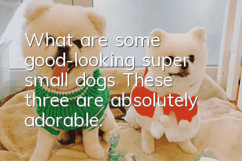 What are some good-looking super small dogs? These three are absolutely adorable.
