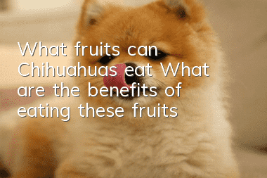 What fruits can Chihuahuas eat? What are the benefits of eating these fruits?