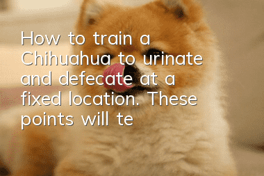 How to train a Chihuahua to urinate and defecate at a fixed location. These points will teach you how to train your dog.