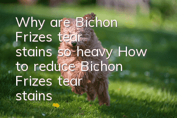 Why are Bichon Frize's tear stains so heavy? How to reduce Bichon Frize's tear stains