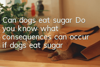 Can dogs eat sugar? Do you know what consequences can occur if dogs eat sugar?