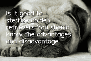 Is it good to sterilize golden retrievers? You should know the advantages and disadvantages of neutering golden retrievers