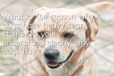 What is the reason why dogs have heavy tear stains? Do you understand clearly why dogs have tear stains?