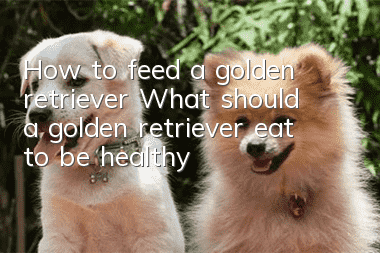 How to feed a golden retriever? What should a golden retriever eat to be healthy?