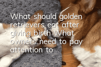 What should golden retrievers eat after giving birth? What owners need to pay attention to in the postpartum dietary care of golden retrievers!