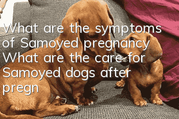 What are the symptoms of Samoyed pregnancy? What are the care for Samoyed dogs after pregnancy?