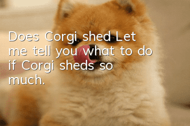 Does Corgi shed? Let me tell you what to do if Corgi sheds so much.