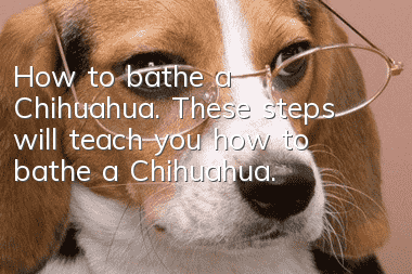 How to bathe a Chihuahua. These steps will teach you how to bathe a Chihuahua.