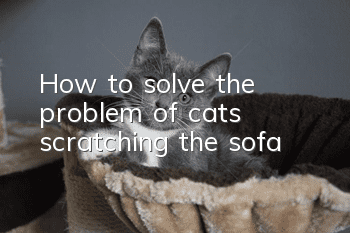 How to solve the problem of cats scratching the sofa?