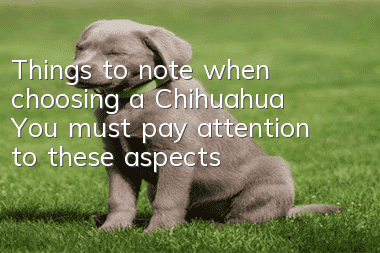 Things to note when choosing a Chihuahua: You must pay attention to these aspects
