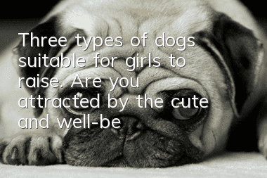 Three types of dogs suitable for girls to raise. Are you attracted by the cute and well-behaved dogs?