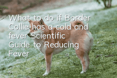 What to do if Border Collie has a cold and fever? Scientific Guide to Reducing Fever