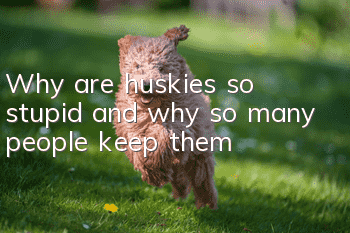 Why are huskies so stupid and why so many people keep them?
