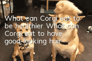 What can Corgi eat to be healthier? What can Corgi eat to have good-looking hair?