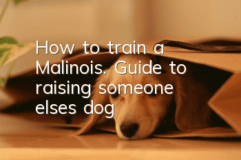 How to train a Malinois. Guide to raising “someone else’s dog”