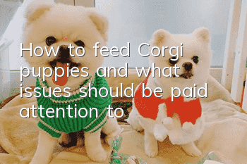 How to feed Corgi puppies and what issues should be paid attention to