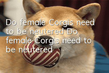 Do female Corgis need to be neutered? Do female Corgis need to be neutered?