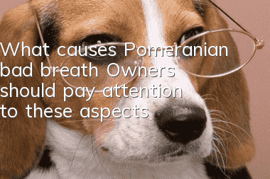 What causes Pomeranian bad breath? Owners should pay attention to these aspects