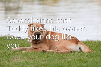 Several signs that Teddy likes his owner. Does your dog like you?