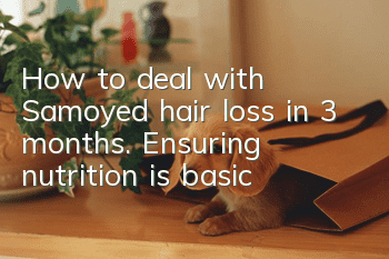 How to deal with Samoyed hair loss in 3 months. Ensuring nutrition is basic