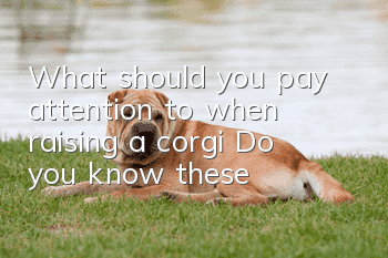 What should you pay attention to when raising a corgi? Do you know these?