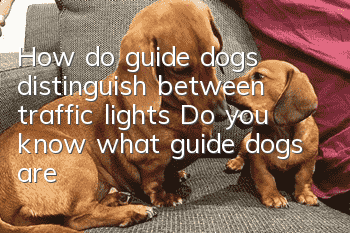 How do guide dogs distinguish between traffic lights? Do you know what guide dogs are?