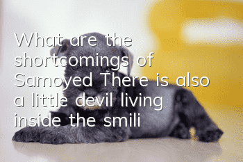 What are the shortcomings of Samoyed? There is also a little devil living inside the smiling angel.