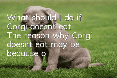 What should I do if Corgi doesn’t eat? The reason why Corgi doesn’t eat may be because of illness.
