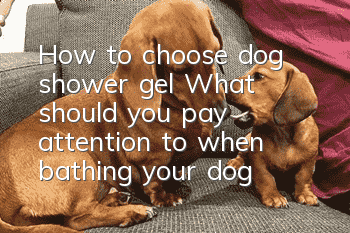 How to choose dog shower gel? What should you pay attention to when bathing your dog?