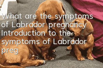 What are the symptoms of Labrador pregnancy? Introduction to the symptoms of Labrador pregnancy