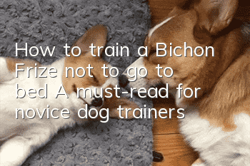 How to train a Bichon Frize not to go to bed? A must-read for novice dog trainers!