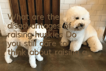 What are the disadvantages of raising huskies? Do you still dare to think about raising a demolition office director?