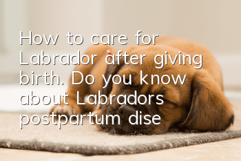 How to care for Labrador after giving birth. Do you know about Labrador’s postpartum diseases?
