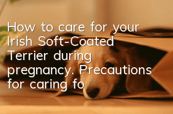 How to care for your Irish Soft-Coated Terrier during pregnancy. Precautions for caring for your Irish Soft-Coated Terrier during pregnancy.