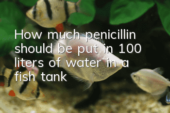 How much penicillin should be put in 100 liters of water in a fish tank?