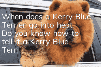 When does a Kerry Blue Terrier go into heat? Do you know how to tell if a Kerry Blue Terrier is pregnant?