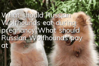 What should Russian Wolfhounds eat during pregnancy? What should Russian Wolfhounds pay attention to when pregnant?