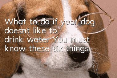 What to do if your dog doesn’t like to drink water? You must know these six things