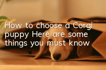 How to choose a Corgi puppy? Here are some things you must know
