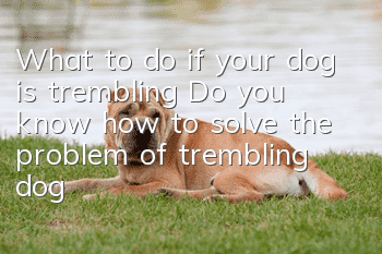 What to do if your dog is trembling? Do you know how to solve the problem of trembling dogs?