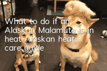 What to do if an Alaskan Malamute is in heat? Alaskan heat care guide