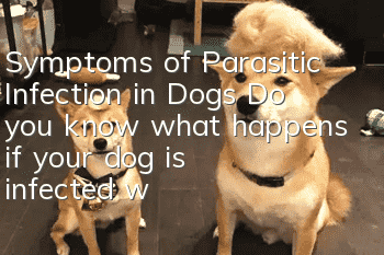 Symptoms of Parasitic Infection in Dogs Do you know what happens if your dog is infected with parasites?