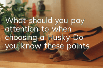 What should you pay attention to when choosing a Husky? Do you know these points?