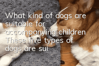 What kind of dogs are suitable for accompanying children? These five types of dogs are suitable for accompanying children as they grow up