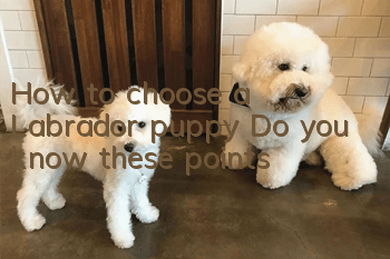 How to choose a Labrador puppy? Do you know these points?